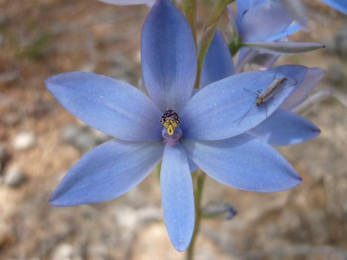 Thelymitra - Blue lady orchid P1150543.JPG